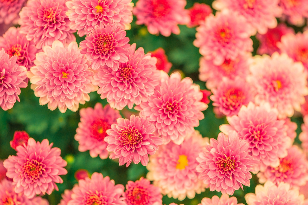 Creating a Wildlife Friendly Garden - A Sustainable Approach